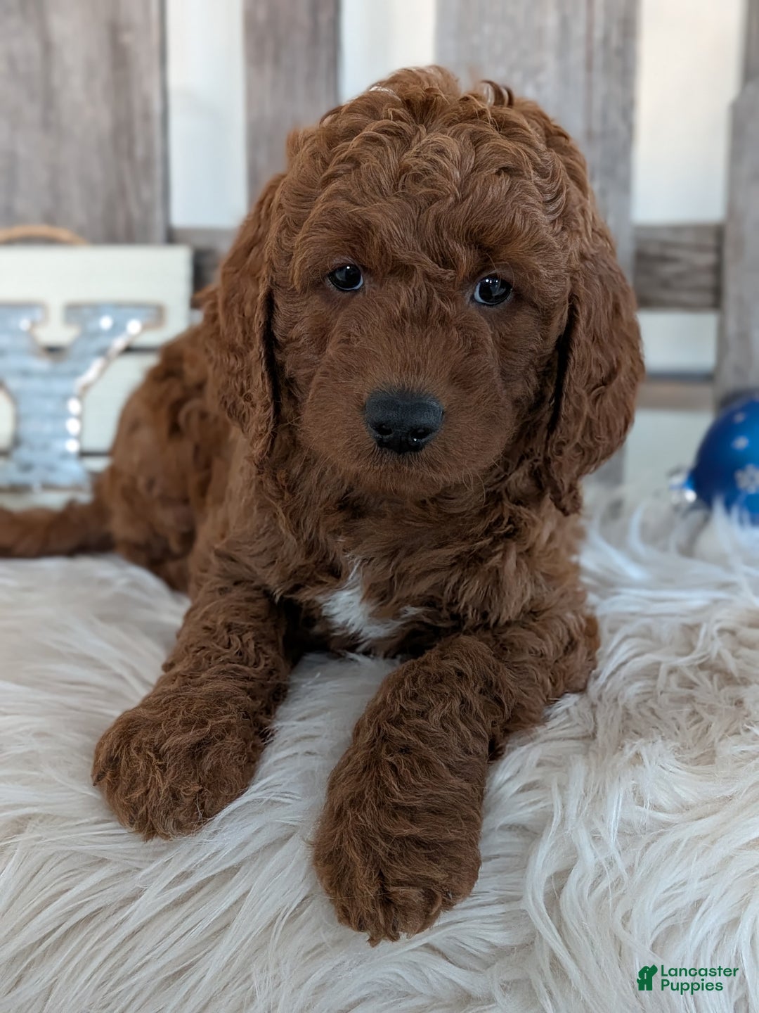 Goldendoodle dogs for sale: Bingo  - Ad 1