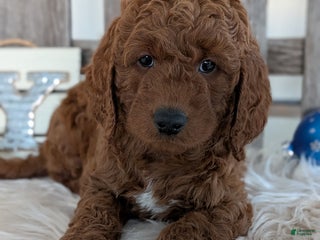 Goldendoodle dogs Bingo - Ad 6