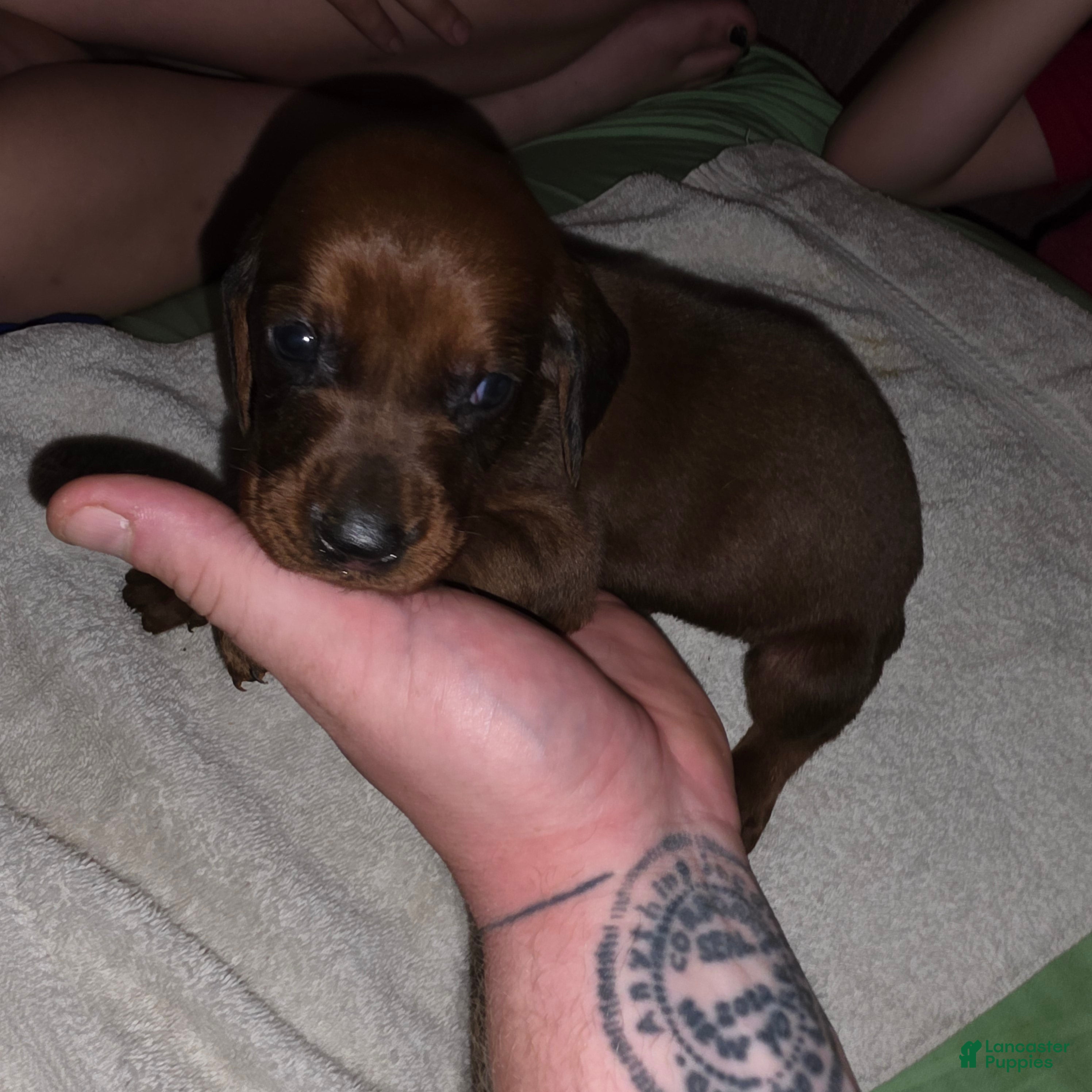 Redbone Coonhound dogs Redbone Coonhound 6 - Ad 12
