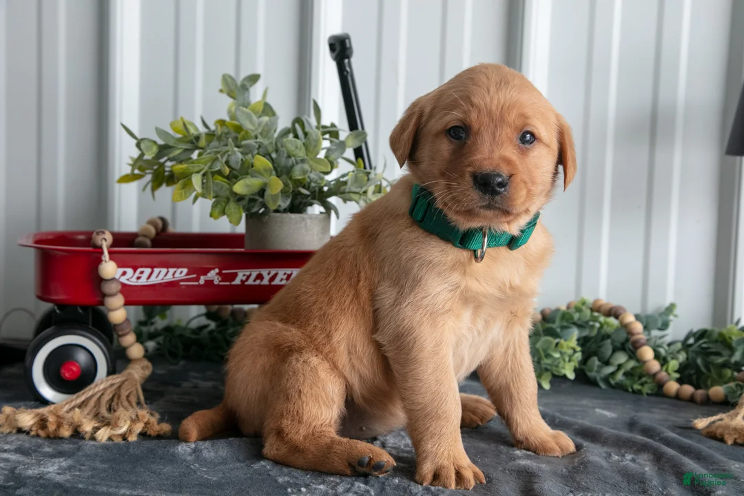 Goldador dogs for sale: Cali - Ad 1