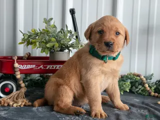 Goldador dogs Cali - Ad 2