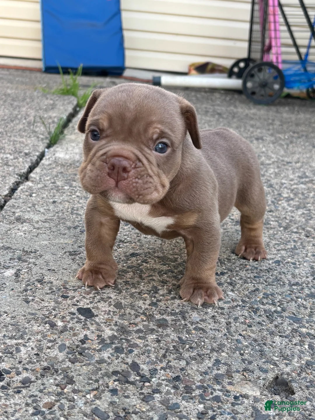 American Bully dogs for sale: American Bully Puppy 4 - Ad 2