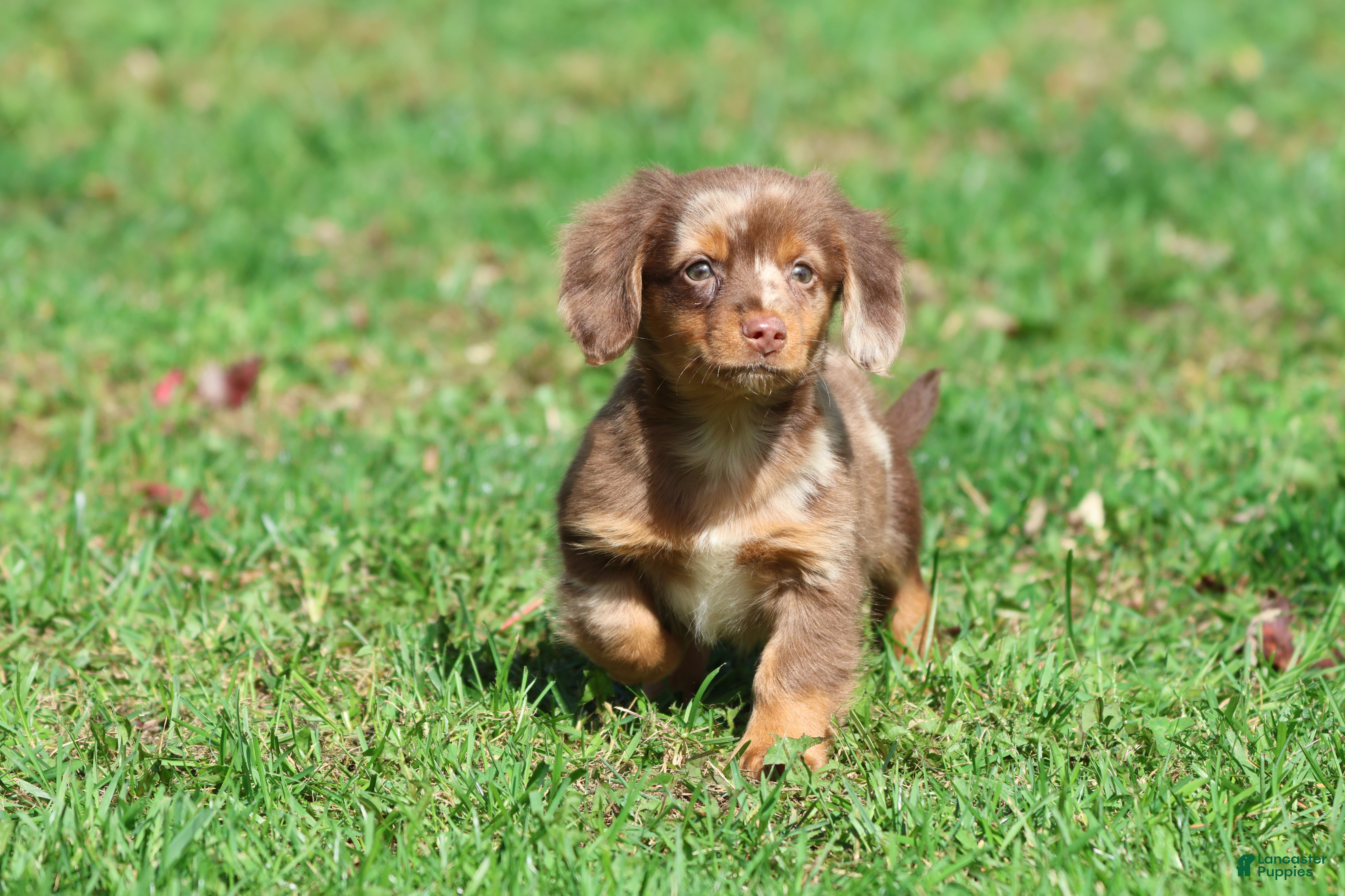 Mixed Breed dogs Oscar - Ad 3
