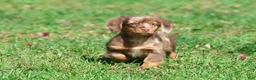 Mixed Breed dogs for sale: Oscar - Ad 1