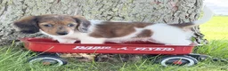 Miniature Dachshund dogs for sale: Claire - Ad 4