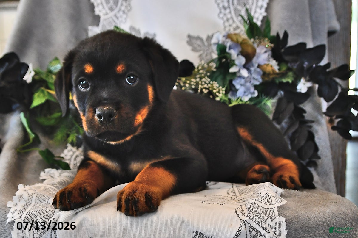 Rottweiler dogs Penny - Ad 1