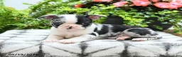 Boston Terrier dogs for sale: Alani - Ad 5