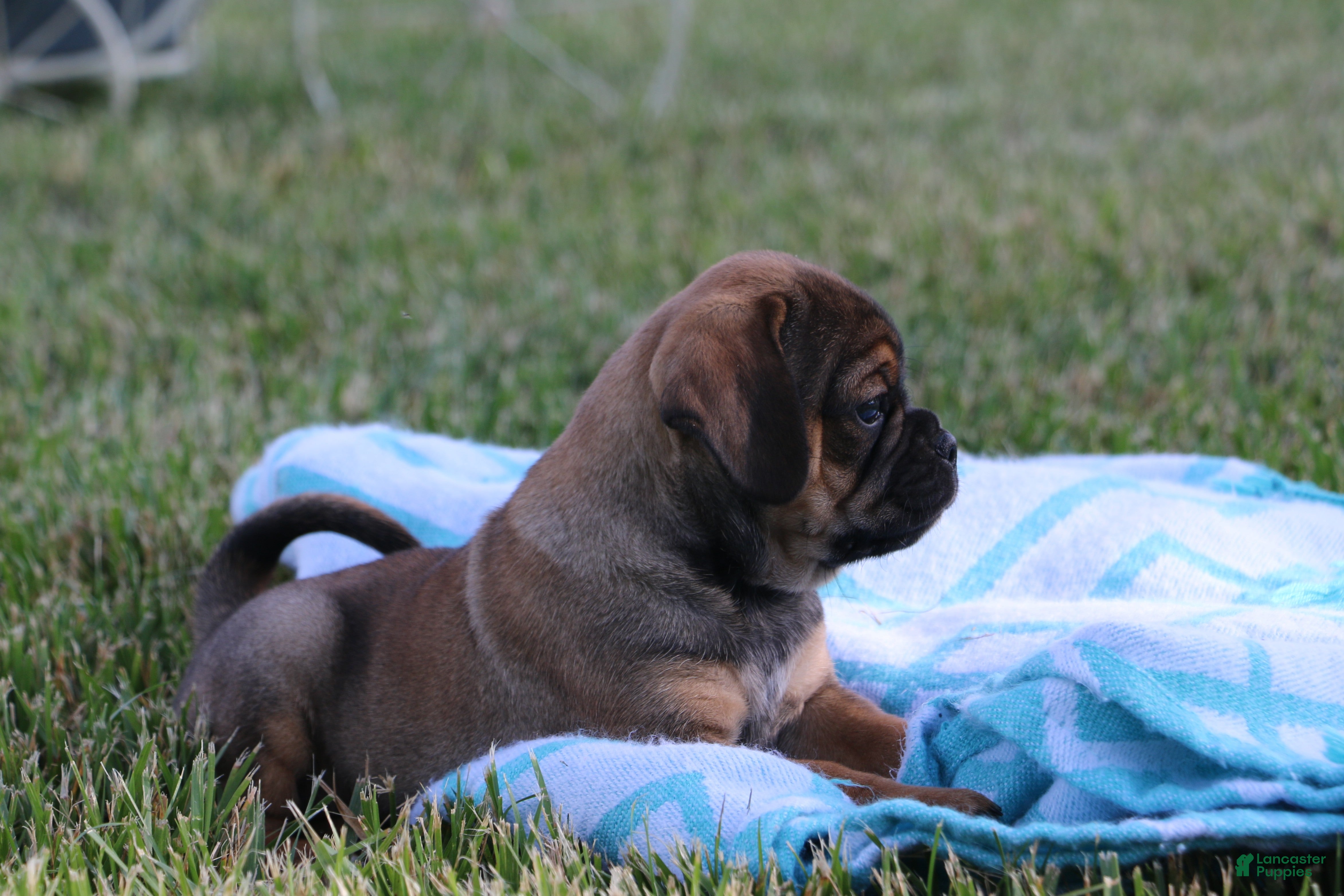 Puggle dogs Ranger - Ad 28