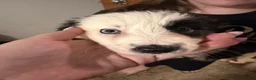 Border Collie dogs for sale: Border Collie 3 - Ad 2