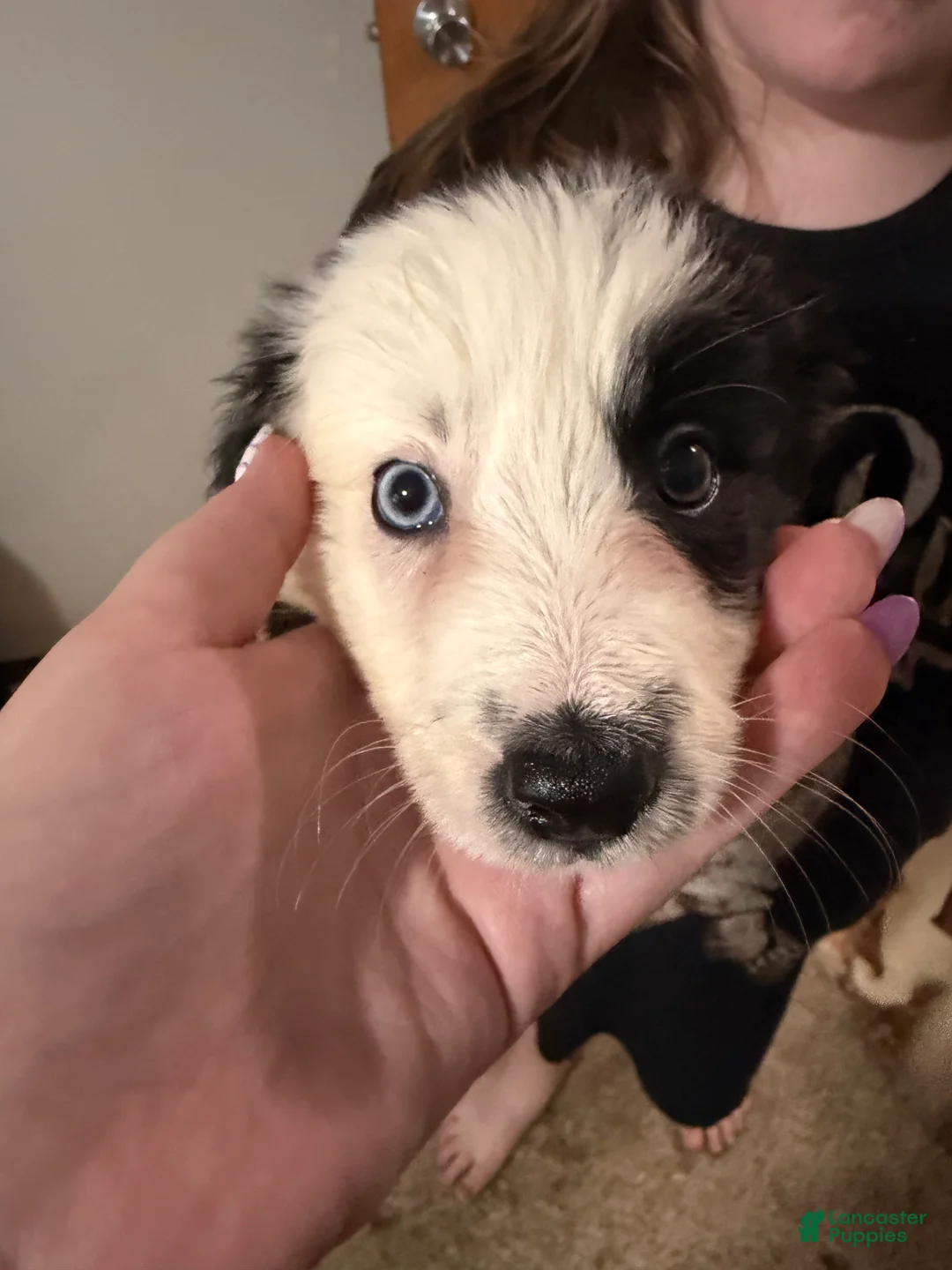 Border Collie dogs for sale: Border Collie 3 - Ad 2