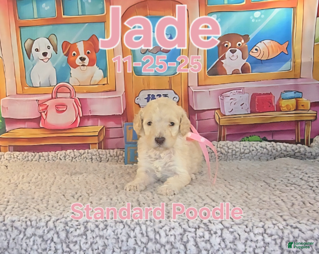 Standard Poodle dogs for sale: Jade - Ad 1
