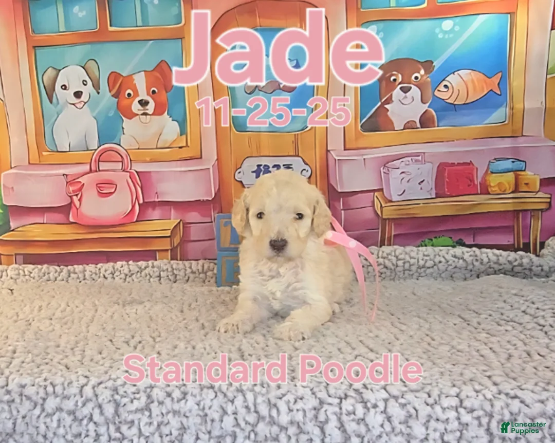 Standard Poodle dogs for sale: Jade - Ad 1