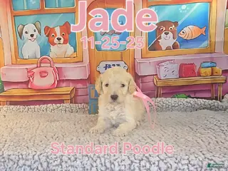 Standard Poodle dogs Jade - Ad 21