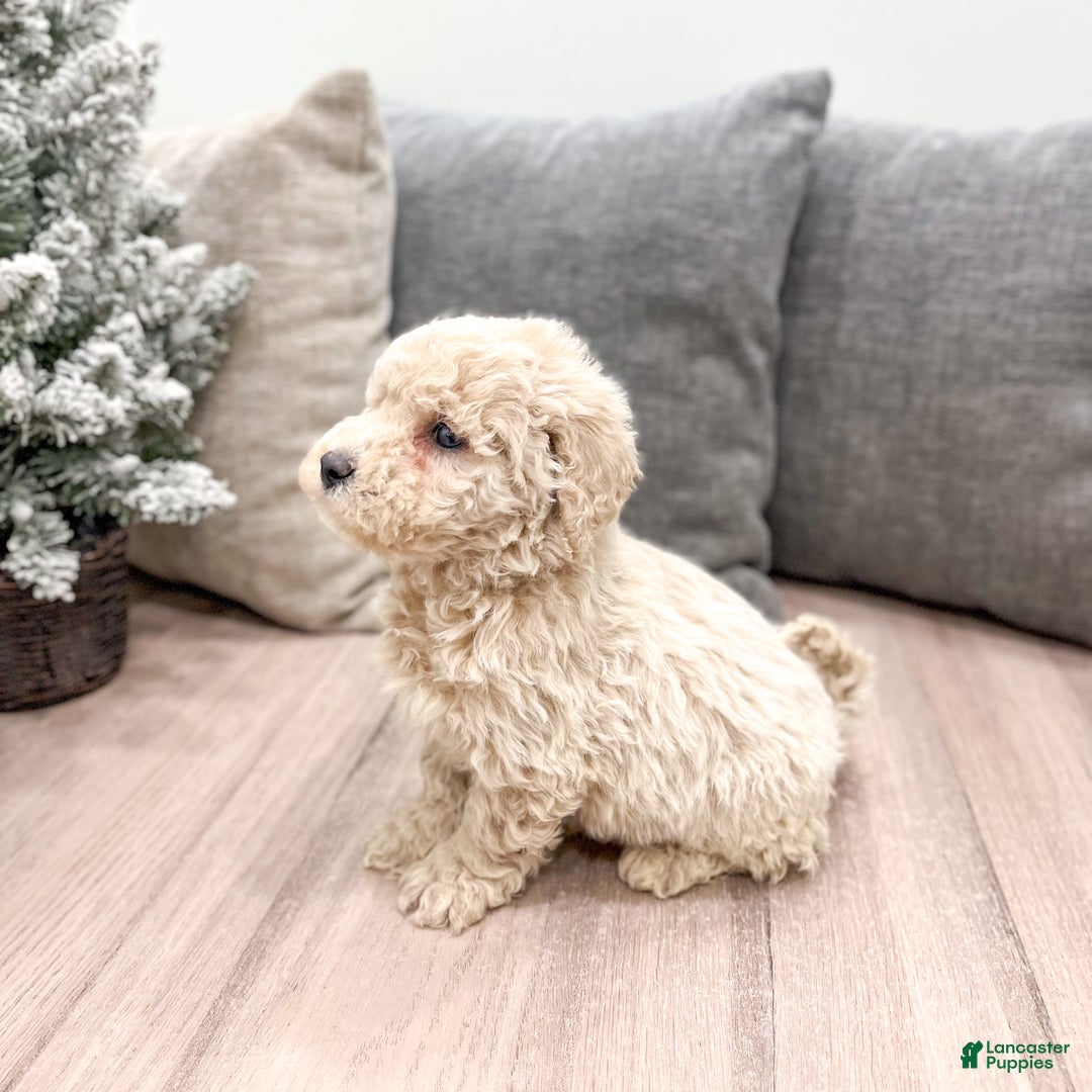 Goldendoodle dogs for sale: Prancer - Ad 4