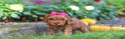 Cockapoo dogs for sale: Goldie - Ad 3