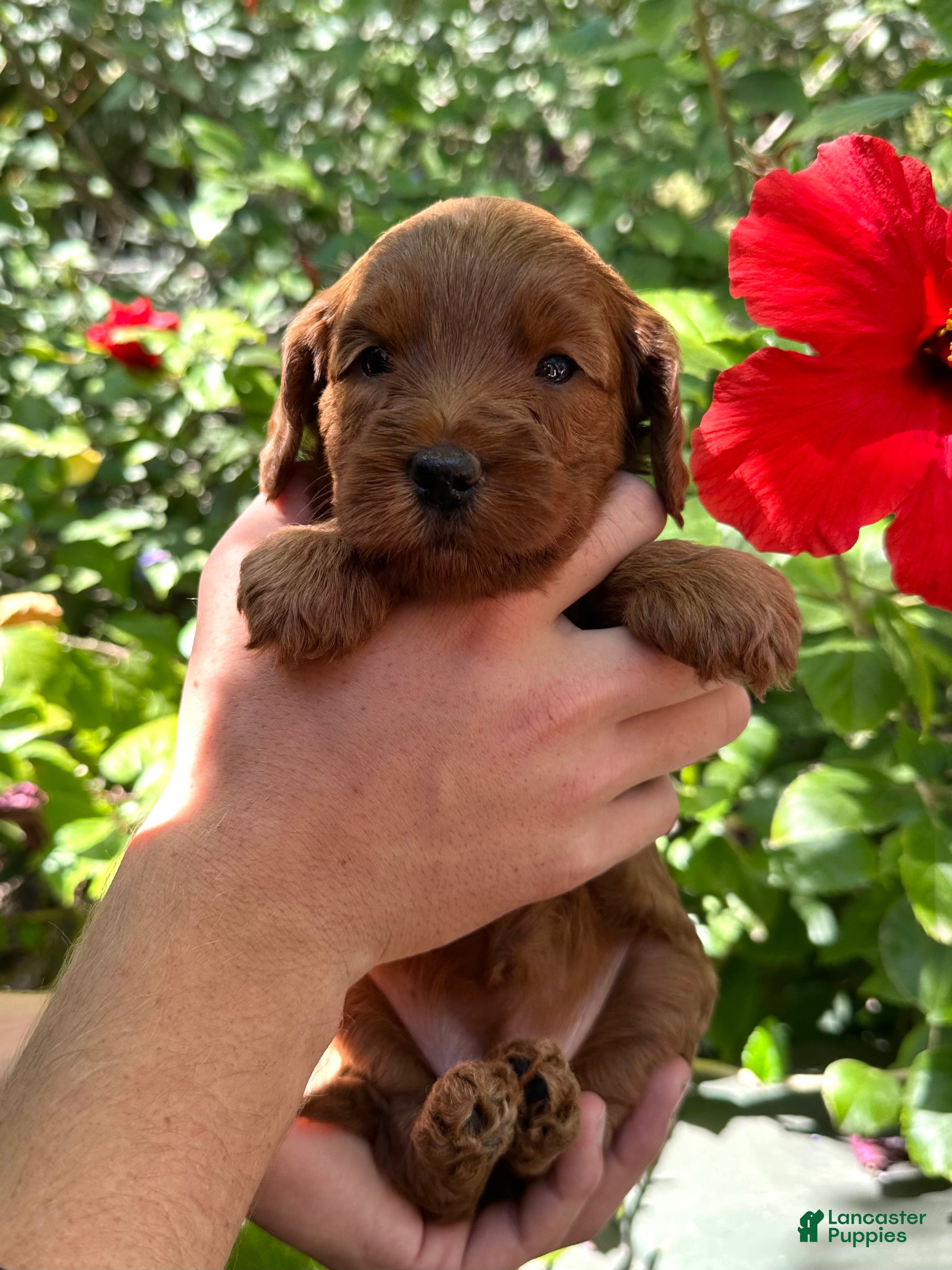 Australian Labradoodle dogs for sale: Betty - Ad 2