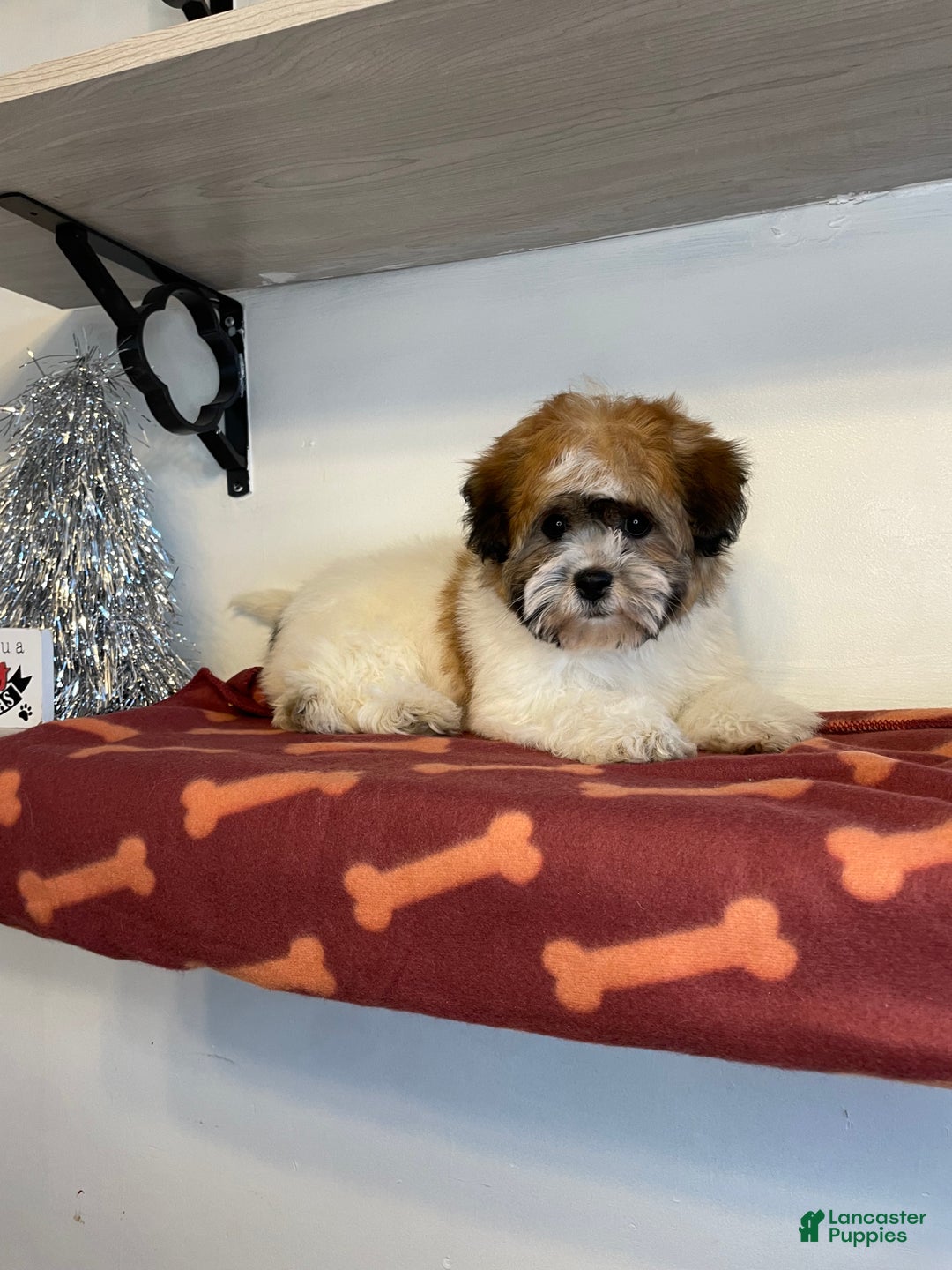 Shihpoo dogs for sale: Cupcake - Ad 3