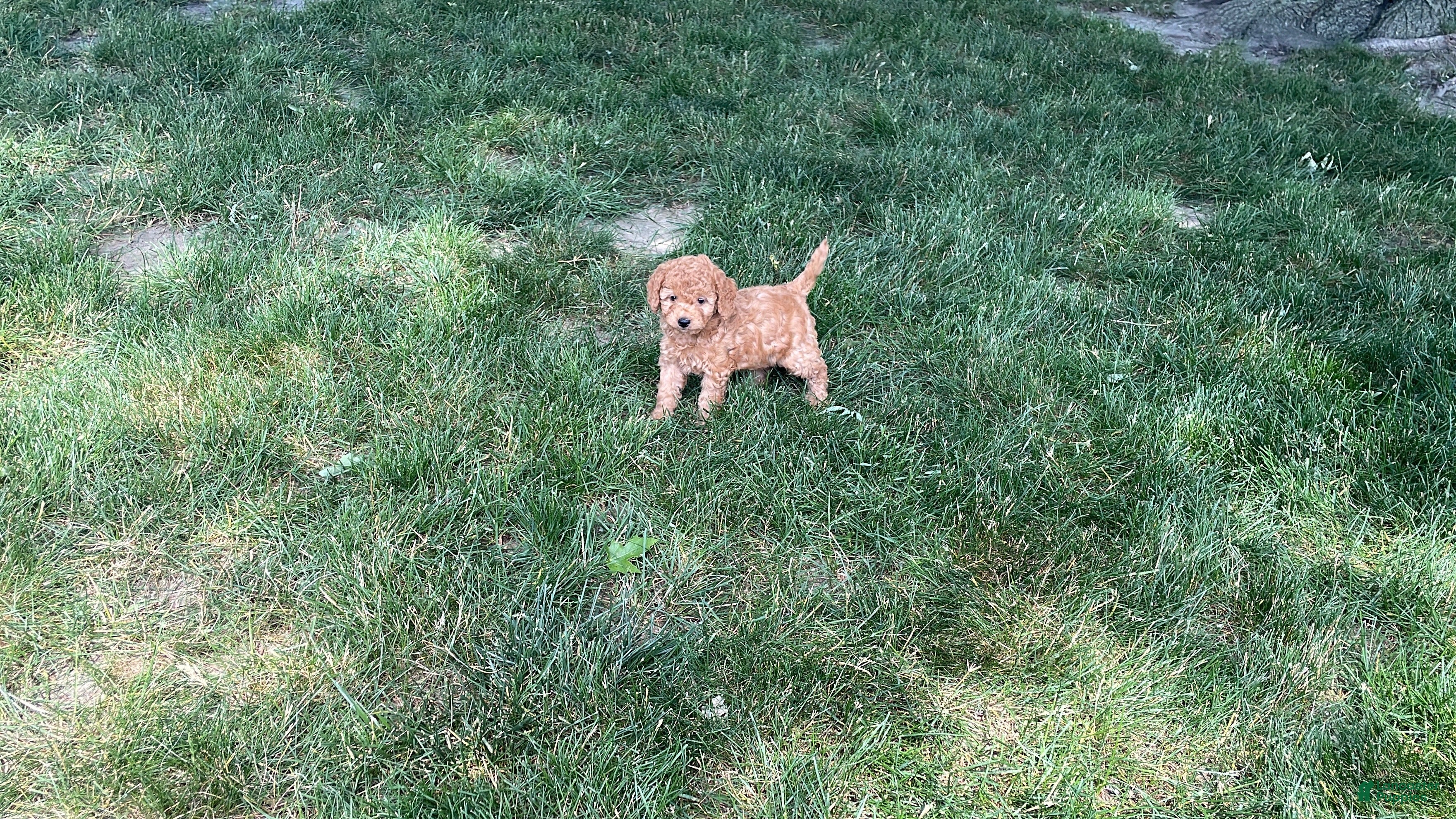 Mini Goldendoodle dogs Mindy Mini Goldendoodle  - Ad 2