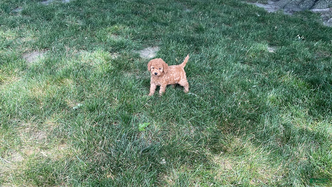 Mini Goldendoodle dogs for sale: Mindy Mini Goldendoodle  - Ad 2