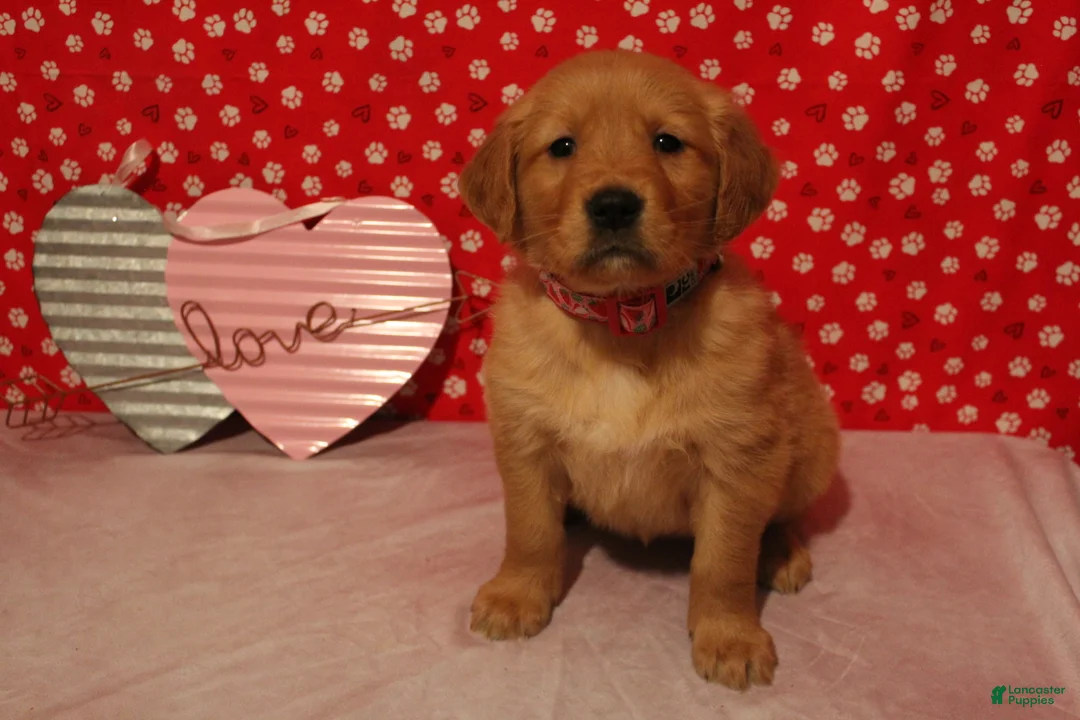 Golden Retriever dogs for sale: Sadie - Ad 4