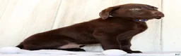 Labrador Retriever dogs for sale: Remy - Ad 9