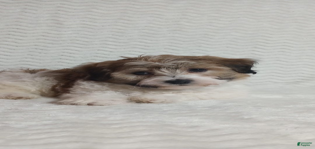 Gallery Image {{count}}