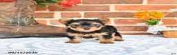 Yorkshire Terrier dogs for sale: Wallis - Ad 4