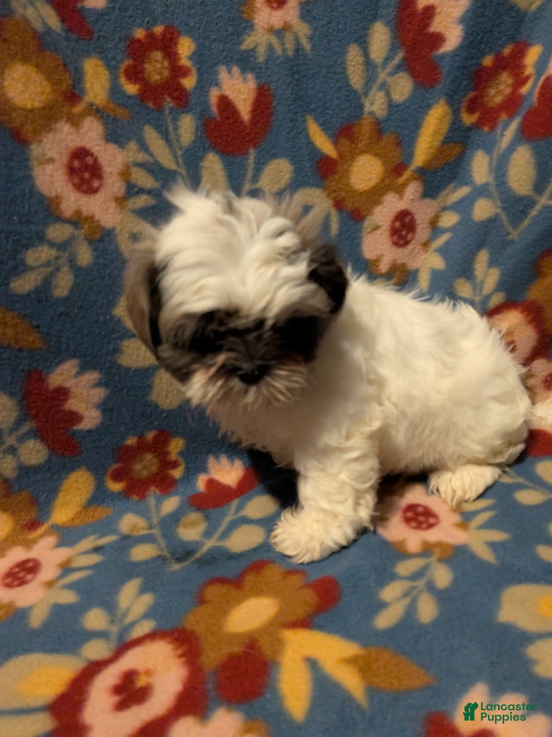 Shih Tzu dogs for sale: Skylar  - Ad 2