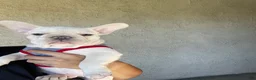 French Bulldog dogs for sale: Marshmallow - Ad 4