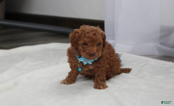 Bichpoo dogs Finley  - Ad 2