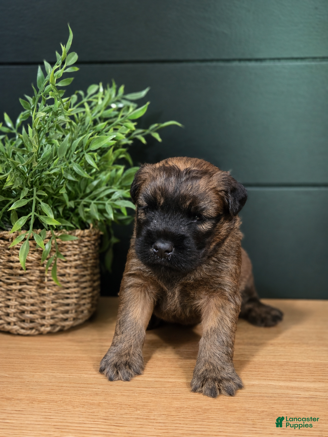 Soft Coated Wheaten Terrier dogs Cooper - Ad 1