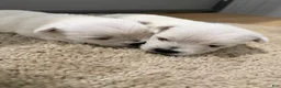West Highland Terrier dogs for sale: Atlee - Ad 3