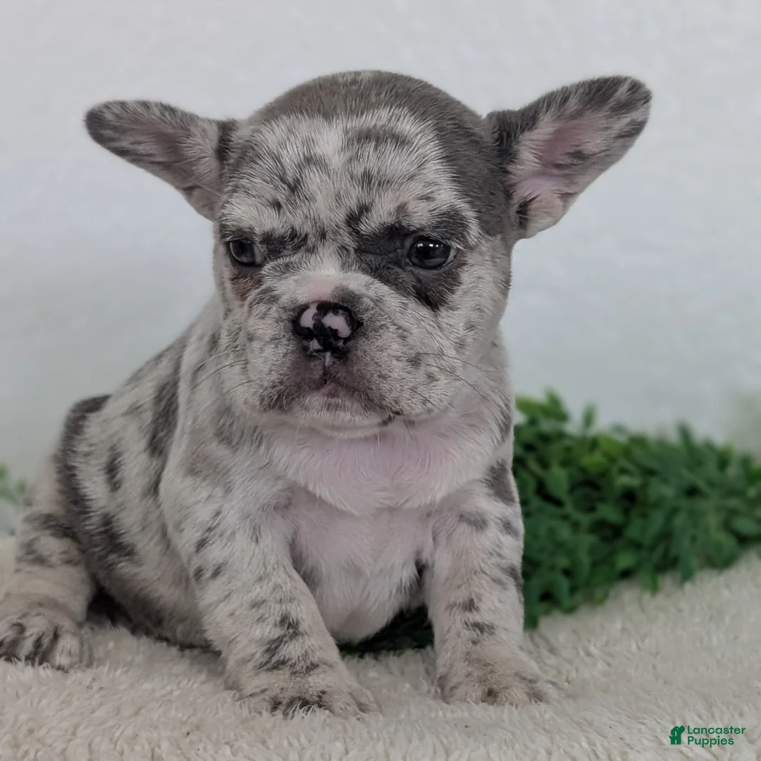 French Bulldog dogs for sale: Nala - Ad 2