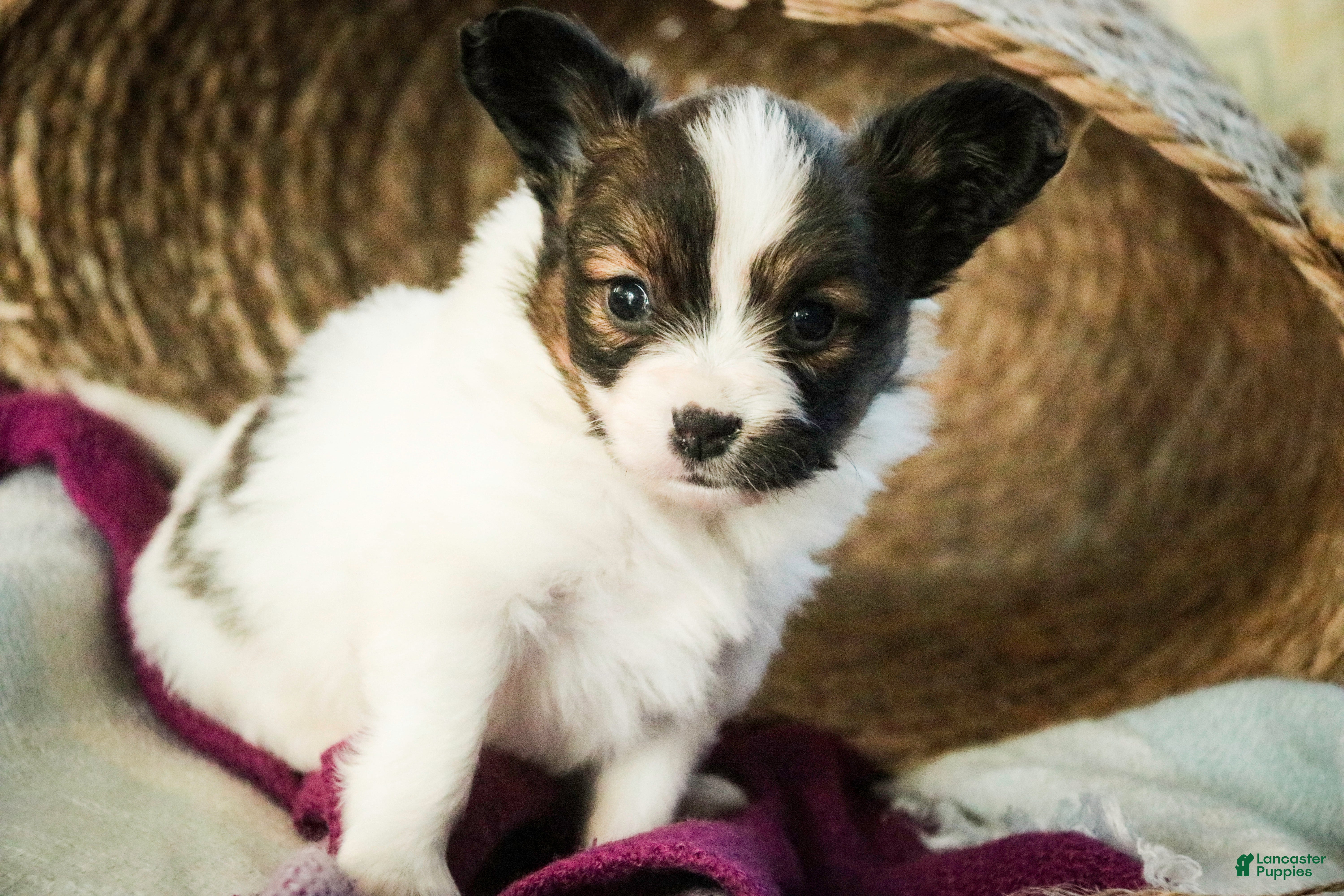 Papillon dogs Janie - Ad 2