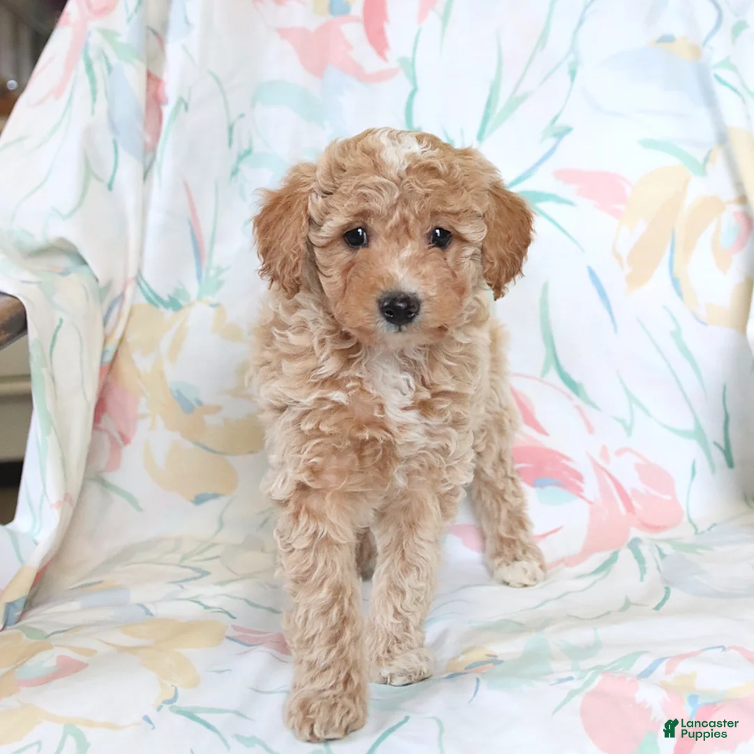Miniature Poodle dogs for sale: Ricky  - Ad 3