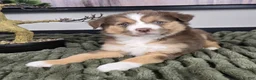 Miniature Australian Shepherd dogs for sale: Silas - Ad 4