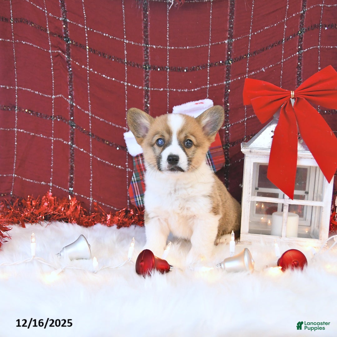 Welsh Corgi Pembroke dogs for sale: Allie - Ad 1