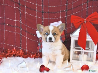 Welsh Corgi Pembroke dogs Allie - Ad 15