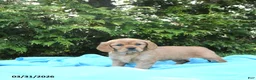 Miniature Golden Retriever dogs for sale: Jane - Ad 2