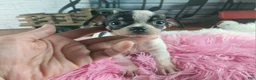 Chihuahua dogs for sale: Debras blk white girl. Hand Delivery  - Ad 1