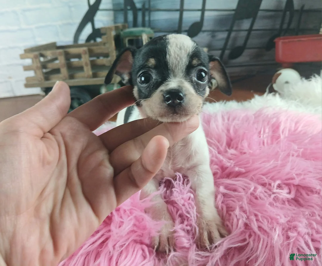 Chihuahua dogs for sale: Debras blk white girl. Hand Delivery  - Ad 1