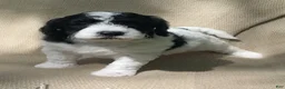 Mixed Breed dogs for sale: Strudel - Ad 15