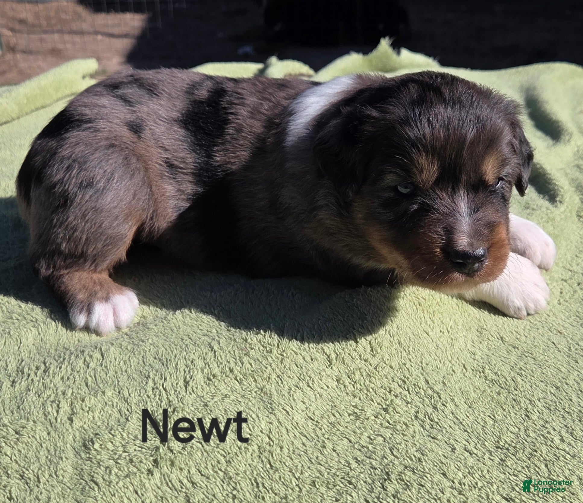 Australian Shepherd dogs Newt - Ad 9