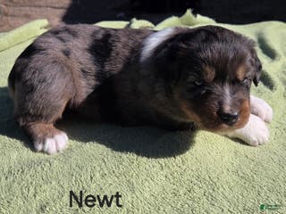 Australian Shepherd dogs Newt - Ad 11
