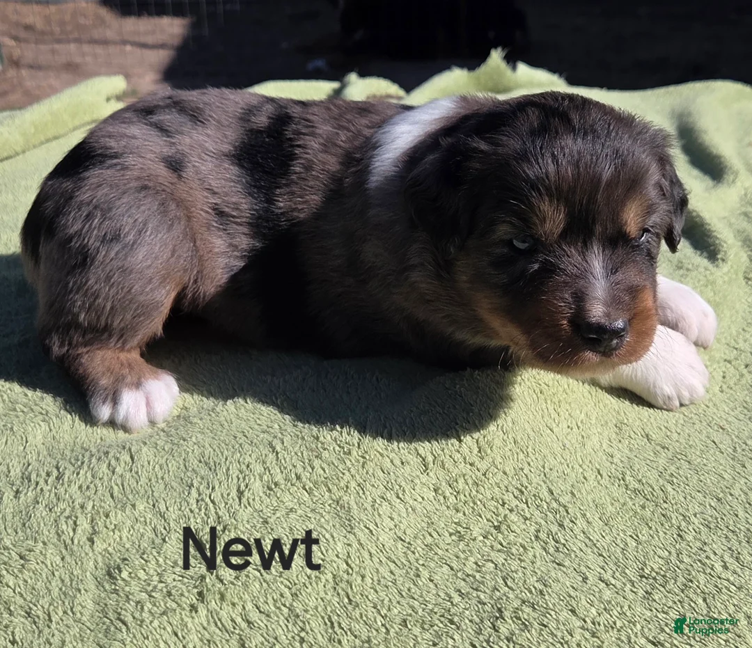 Australian Shepherd dogs for sale: Newt - Ad 1
