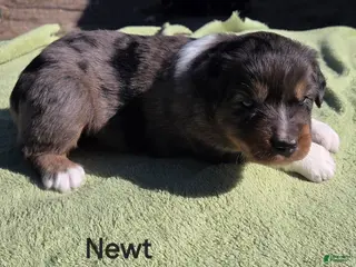 Australian Shepherd dogs Newt - Ad 11