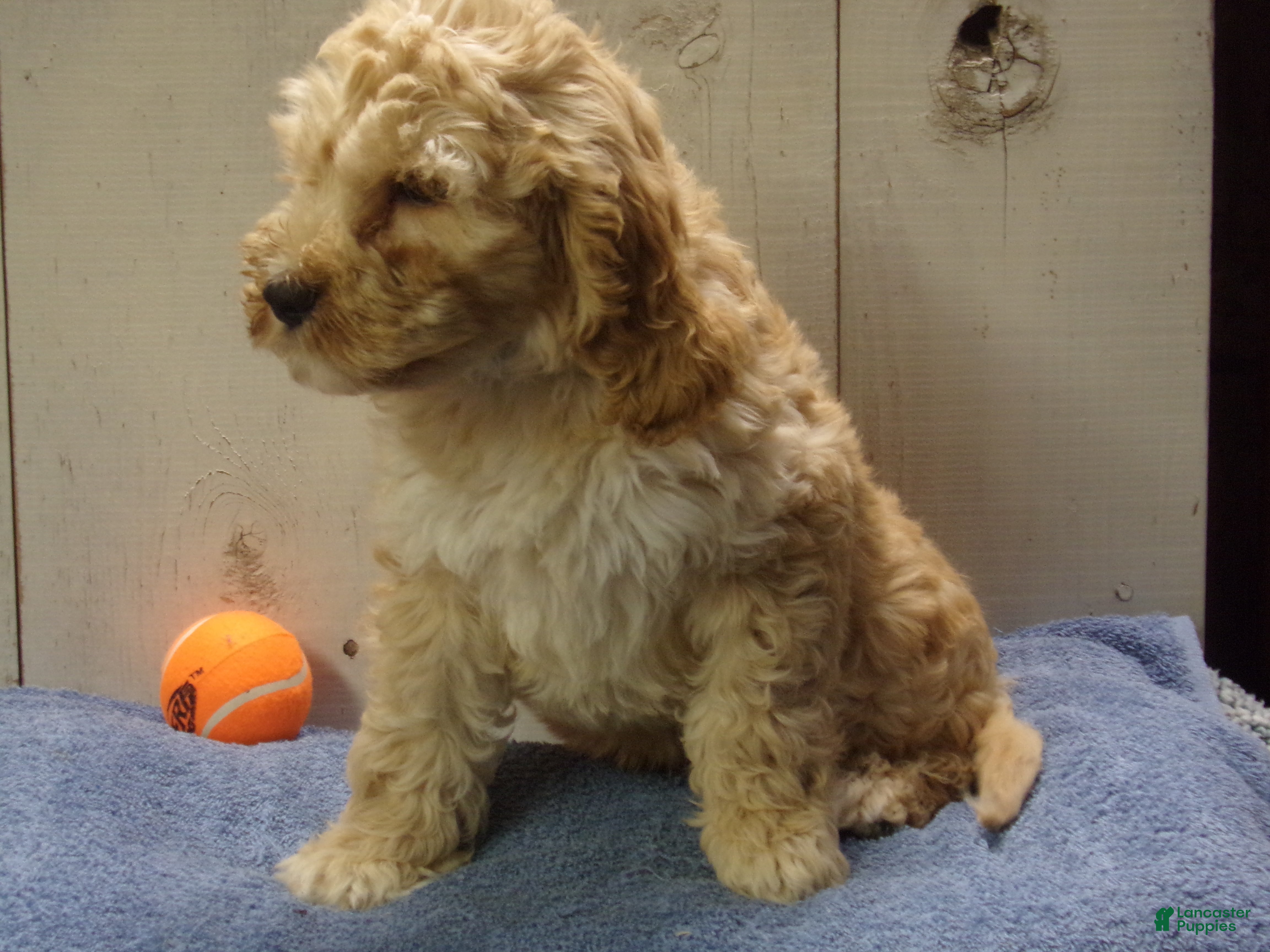 Cockapoo dogs for sale: Boone - Ad 2