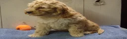 Cockapoo dogs for sale: Barry - Ad 32