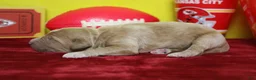 Goldendoodle dogs for sale: S'mores  - Ad 7