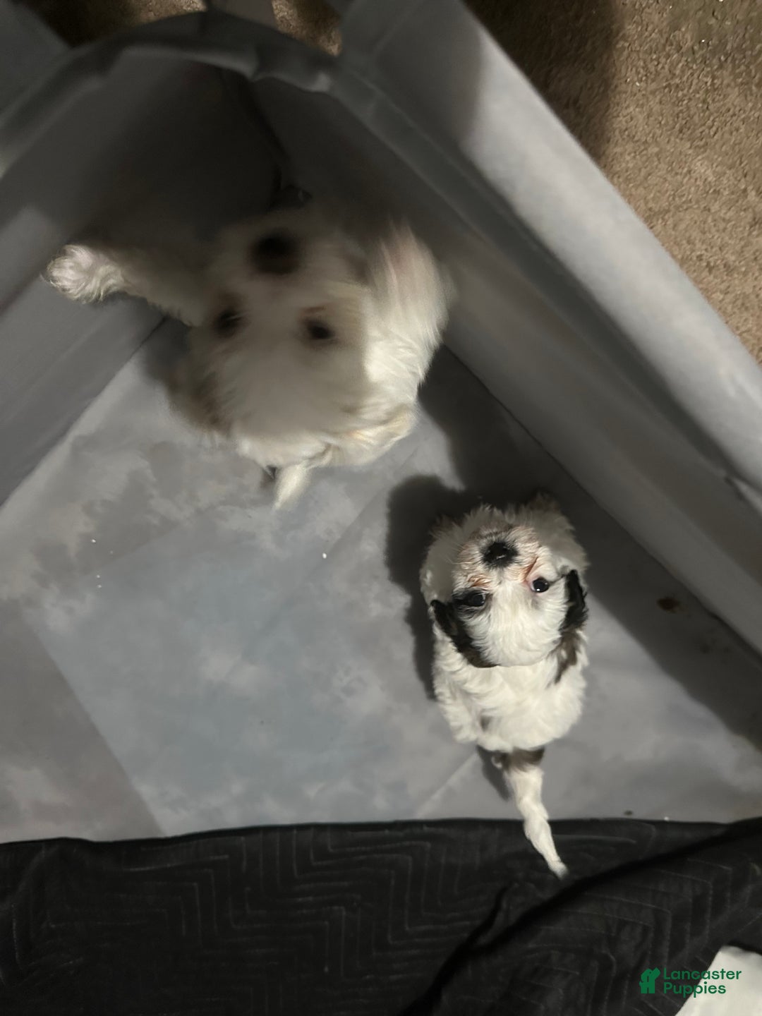 Shihpoo dogs for sale: Shihpoo Puppy 2 - Ad 4